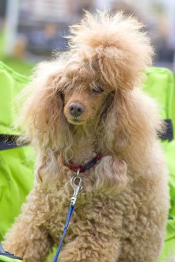 Köpek fino köpeği yakın çekim