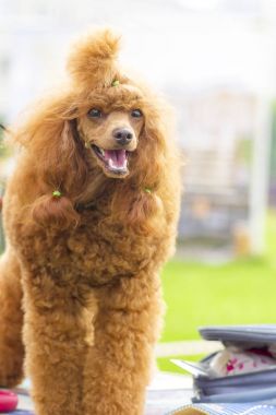 Köpek fino köpeği yakın çekim