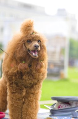 Köpek fino köpeği yakın çekim