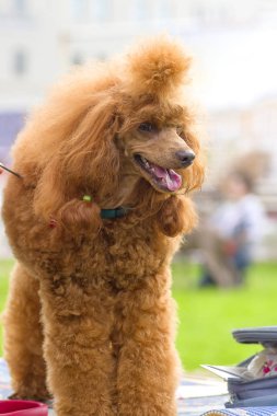Köpek fino köpeği yakın çekim