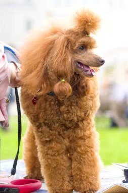 Köpek fino köpeği yakın çekim