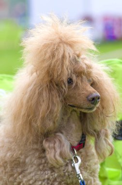 Köpek fino köpeği yakın çekim