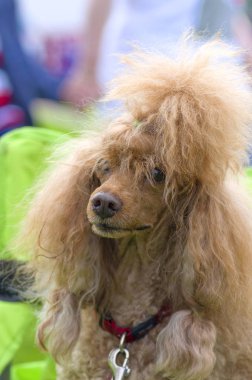 Köpek fino köpeği yakın çekim