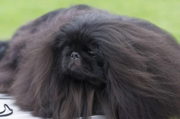 Newfoundland hund närbild — Stockfoto