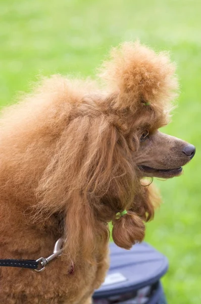 Köpek fino köpeği yakın çekim