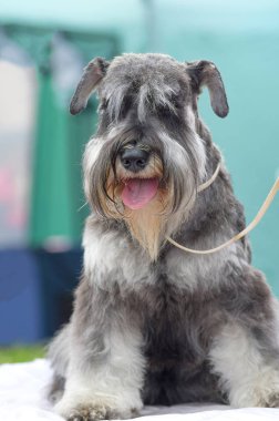 köpeği Terrier yakın çekim