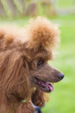 Köpek fino köpeği yakın çekim