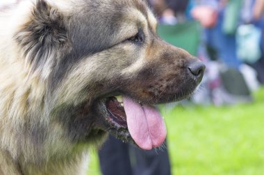 Kafkas Çoban Köpeği