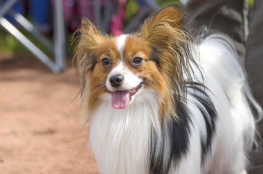 Kıta oyuncak İspanyol Papillon