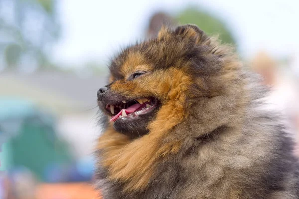 Cão Spitz close-up — Fotografia de Stock