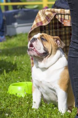 İngilizce Bulldog yakın çekim