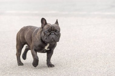 Fransız buldozer yakın çekim