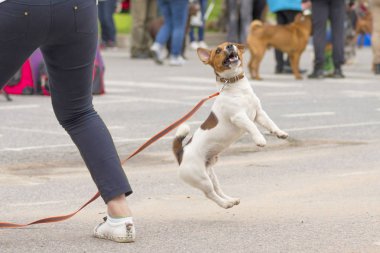 Jack Russell Teriyeri