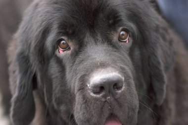 Kameranın içine köpek bakmak