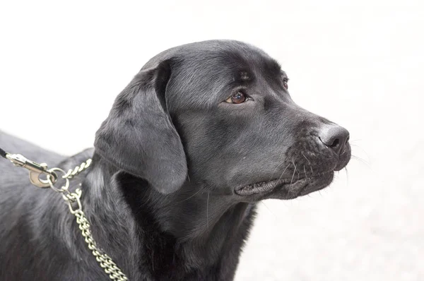 Jacht hond close-up — Stockfoto