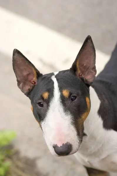 Bull terrier perro — Foto de Stock