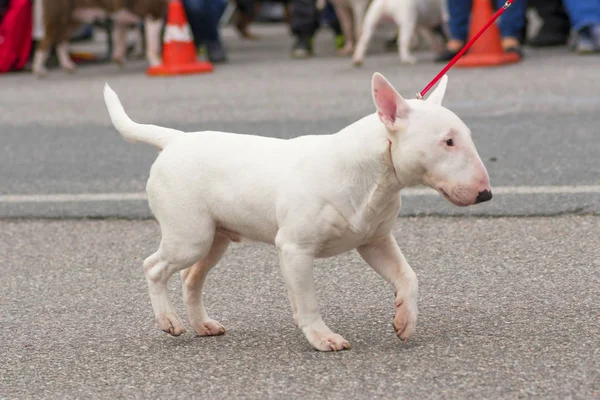 Bullterrier-Hund — Stockfoto