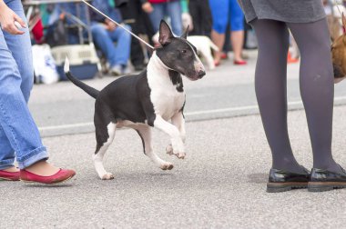 boğa korkunç köpek