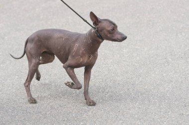 Leverette köpek yakın çekim
