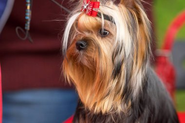Yorkshire terrier yakın çekim