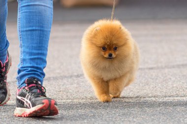 Köpek Spitz yakın çekim