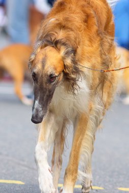 Avcılık köpek yakın çekim