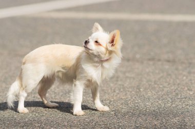 Chihuahua köpek yakın çekim