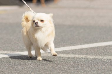 Chihuahua köpek yakın çekim