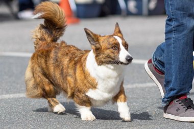 Galce Corgi yakın çekim