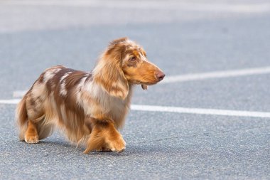 Tipik Dachshund yakın çekim