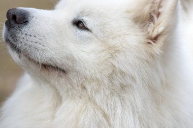 Samoyed köpek yakın çekim