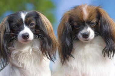 Papillon köpek yakın çekim