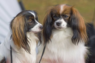 Papillon köpek yakın çekim