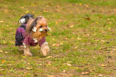 Yorkshire terrier yakın çekim