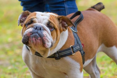 İngilizce Bulldog yakın çekim