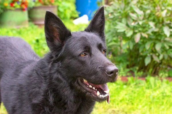 Kaukasisk herdehund — Stockfoto