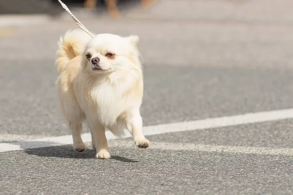 Chihuahua dog Close-up — Stock Photo, Image