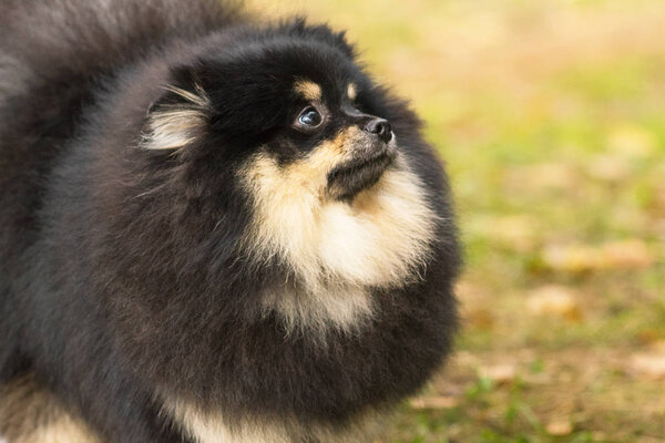 Dog Spitz Close-up