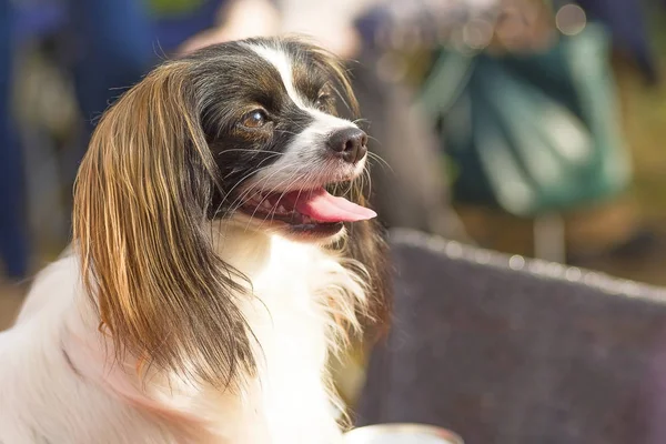 Juguete continental spaniel Falen —  Fotos de Stock