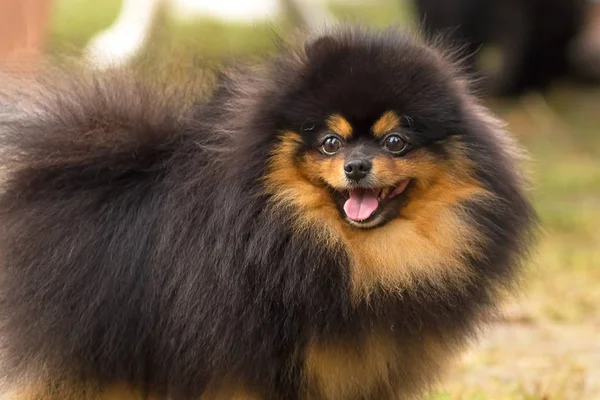 Köpek Spitz yakın çekim