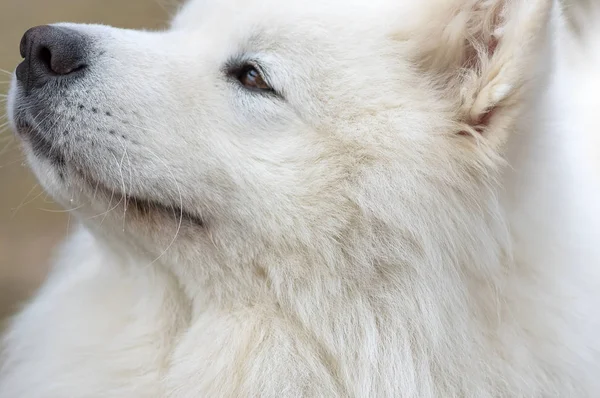Samoyed cão close-up — Fotografia de Stock