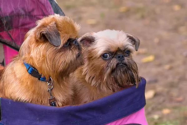 Brussels Griffon köpek yakın çekim