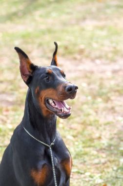 Doberman Pinscher köpek yakın çekim