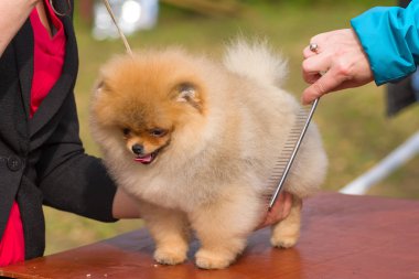 Saç kesimi köpekler profesyonel master
