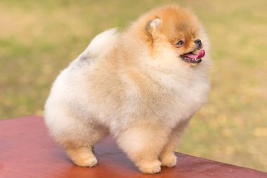 Köpek Spitz yakın çekim