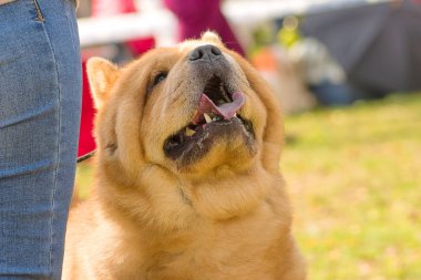 Uyumak köpek yakın çekim