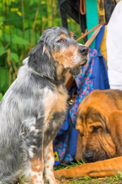 Avustralya çoban köpeği