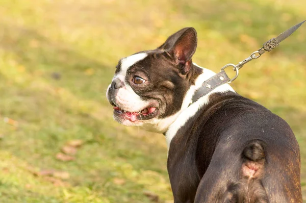 Bulldog francês Close-up — Fotografia de Stock