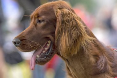 Setter köpek yakın çekim