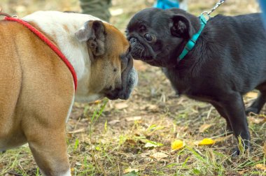 Pug köpek yakın çekim